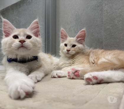 Vente animaux Perigny Charente-Maritime - Photos Vivastreet MAGNIFIQUE chatons MAINE COON