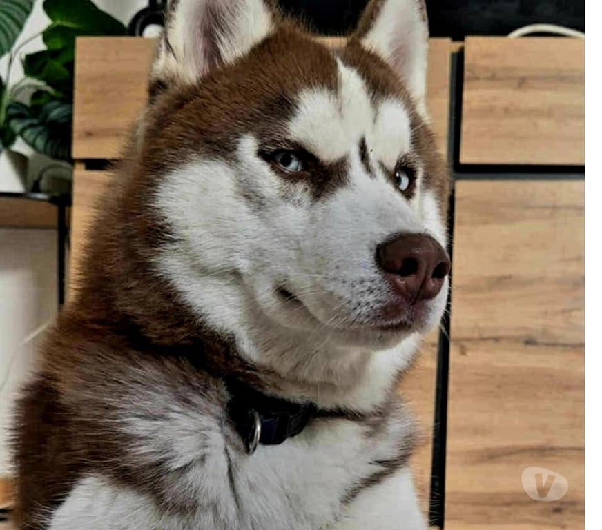Don animaux Aude Carcassonne - Photos Vivastreet Kaito chien 1 an HUSKY A ADOPTER