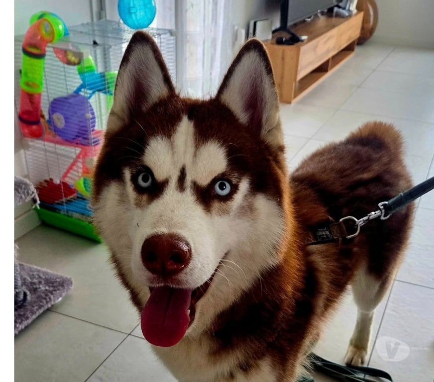 Don animaux Aude Carcassonne - Photos Vivastreet Kaito chien 1 an HUSKY A ADOPTER