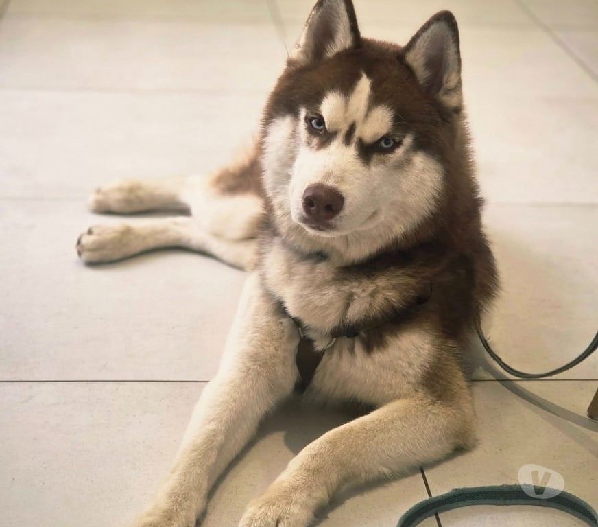 Don animaux Aude Carcassonne - Photos Vivastreet Kaito chien 1 an HUSKY A ADOPTER