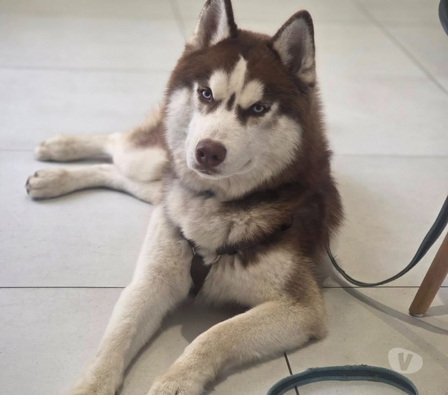 Don animaux Aude Carcassonne - Photos Vivastreet Kaito chien 1 an HUSKY A ADOPTER