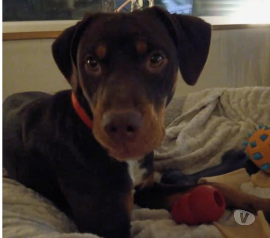 Don animaux Drôme St Paul Trois Chateaux - 26130 - Photos Vivastreet Chien SAKURA à l adoption