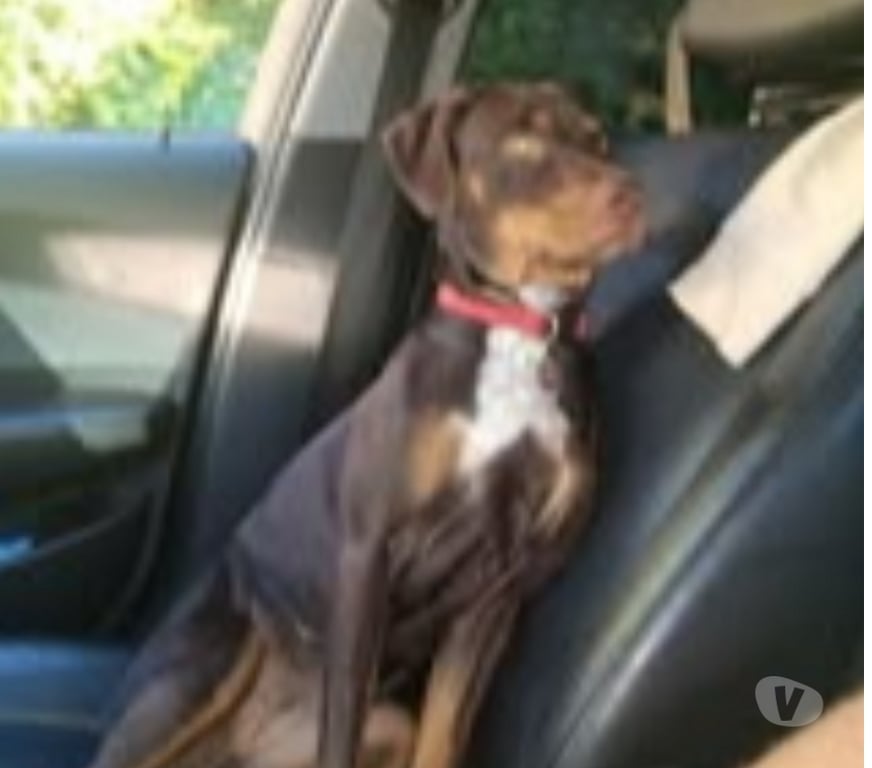 Don animaux Drôme St Paul Trois Chateaux - 26130 - Photos Vivastreet Chien SAKURA à l adoption