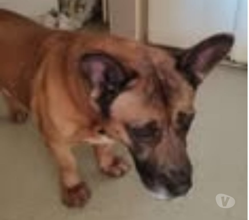 Don animaux Drôme Valence - 26000 - Photos Vivastreet ChienTCHIKO à l adoption