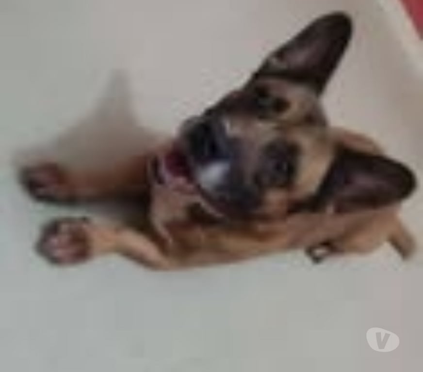 Don animaux Drôme Valence - 26000 - Photos Vivastreet ChienTCHIKO à l adoption