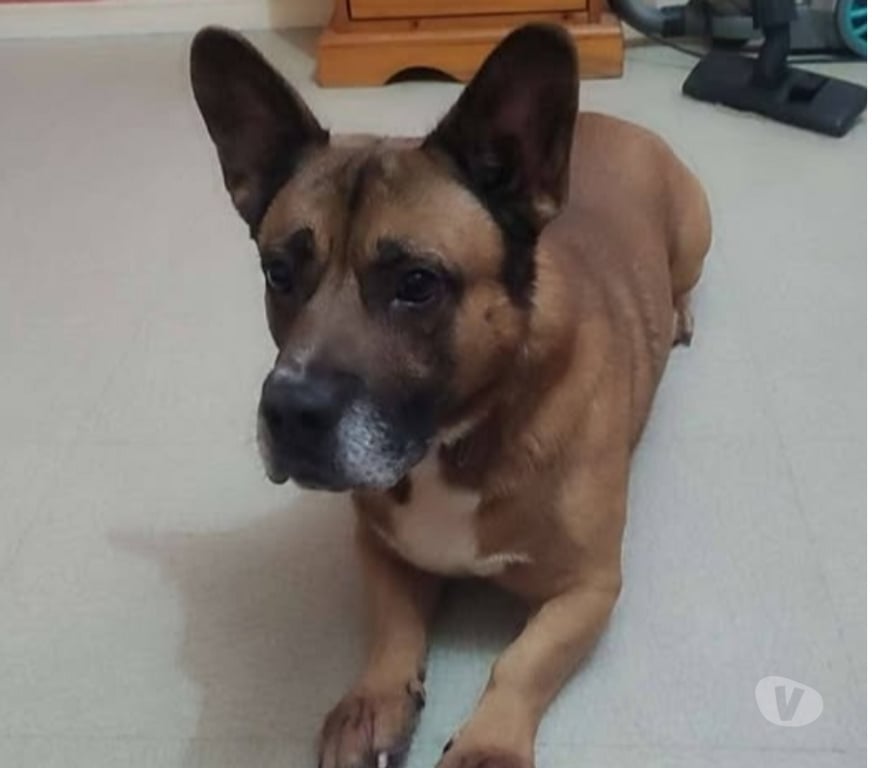 Don animaux Drôme Valence - 26000 - Photos Vivastreet ChienTCHIKO à l adoption