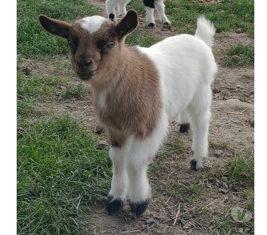 Vente Pas-de-Calais Vermelles - 62980 - Photos Vivastreet Bouc nain castré