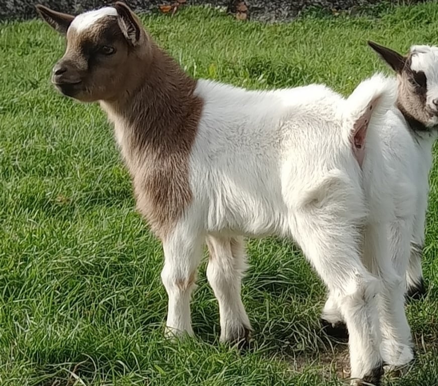 Vente Pas-de-Calais Vermelles - 62980 - Photos Vivastreet Bouc nain castré