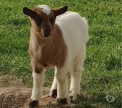 Vente animaux Vermelles Pas-de-Calais - Photos Vivastreet Bouc nain castré