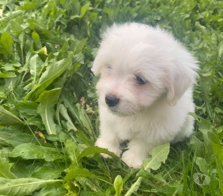 Vente Nord Bollezeele - 59470 - Photos Vivastreet BICHON MALTAIS non lof