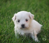 BICHON MALTAIS non lof