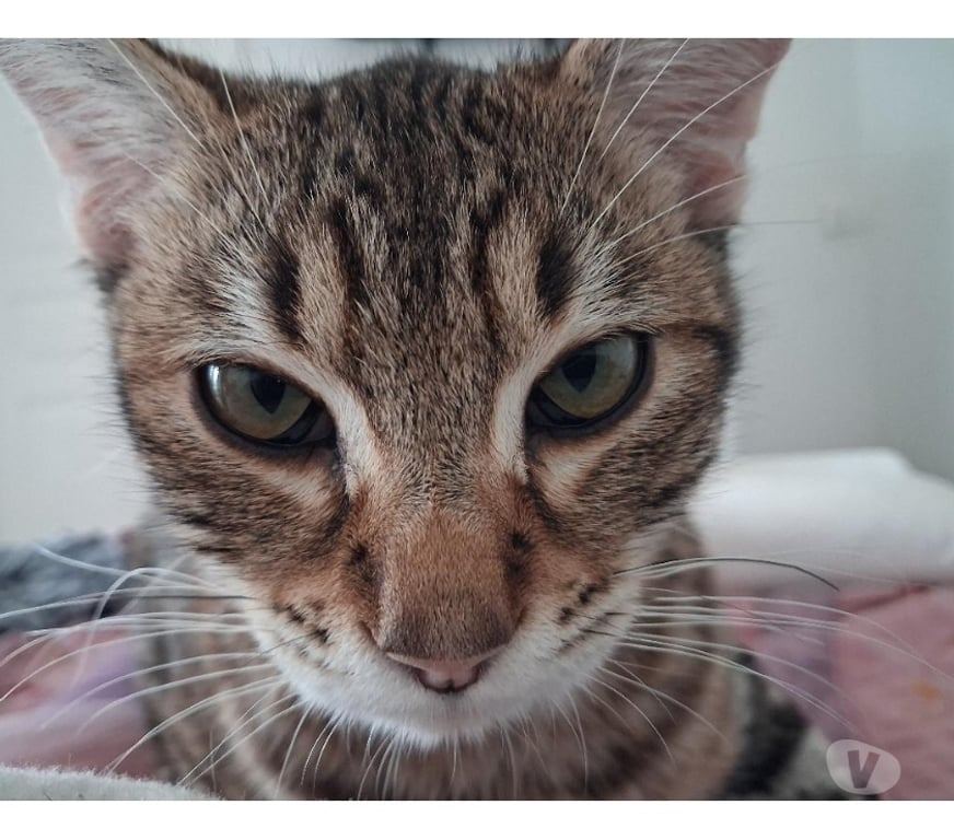 Don animaux Hérault Montpellier - Photos Vivastreet AROLD, chat type européen 1 an non lof