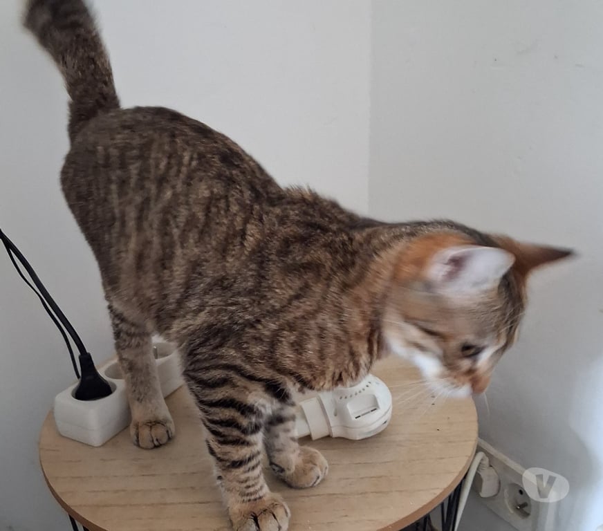 Don animaux Hérault Montpellier - Photos Vivastreet AROLD, chat type européen 1 an non lof