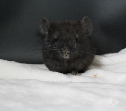 Vente animaux Dampierre sur Avre Eure-et-Loir - Photos Vivastreet Bébé chinchilla à réserver
