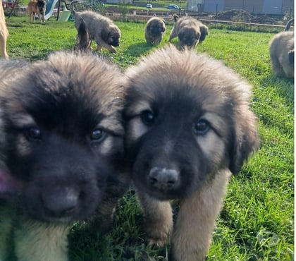 Don animaux St Trivier de Courtes Ain - Photos Vivastreet Chiot Leonberg x don