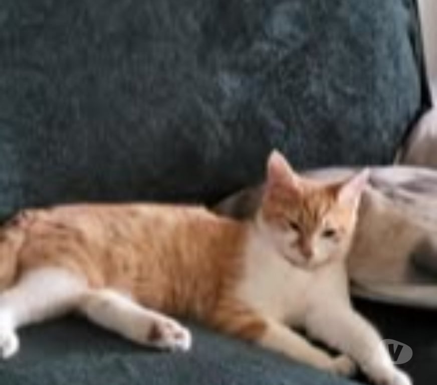 Don animaux Drôme St Paul Trois Chateaux - 26130 - Photos Vivastreet Chat MAX à l adoption