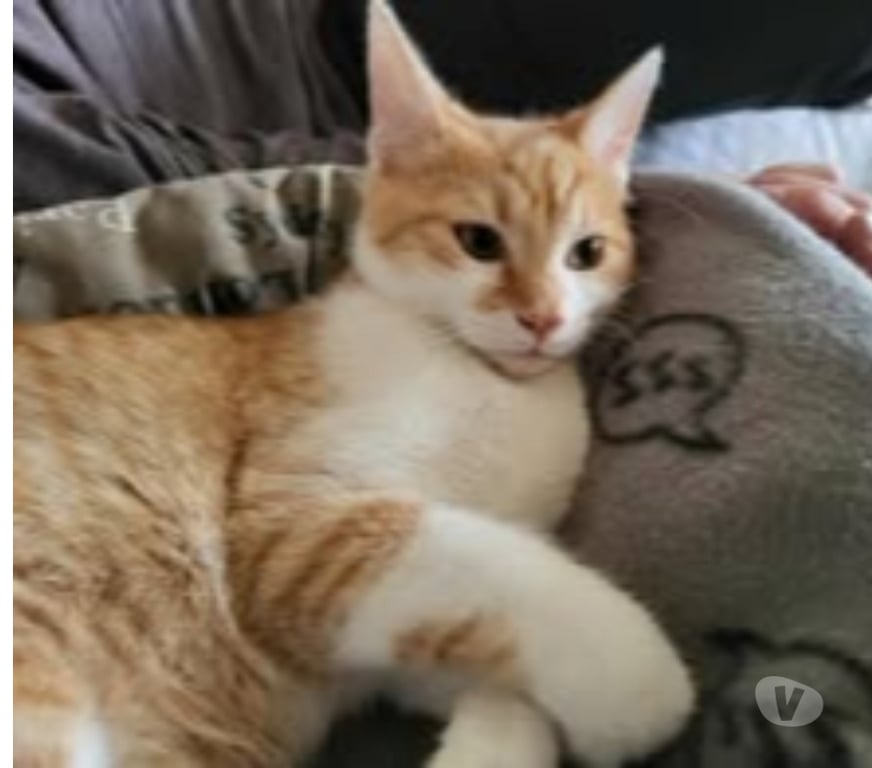 Don animaux Drôme St Paul Trois Chateaux - 26130 - Photos Vivastreet Chat MAX à l adoption