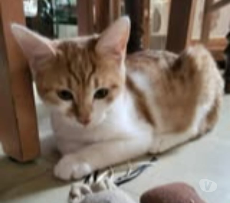 Don animaux Drôme St Paul Trois Chateaux - 26130 - Photos Vivastreet Chat MAX à l adoption