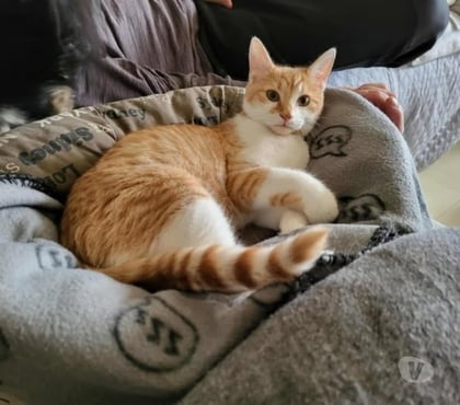 Don animaux St Paul Trois Chateaux Drôme - Photos Vivastreet Chat MAX à l adoption