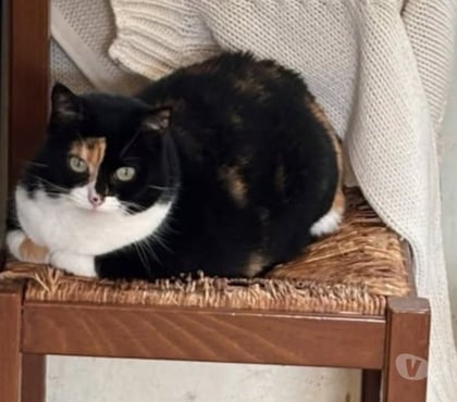 Don Montreuil sous Perouse Ille-et-Vilaine - Photos Vivastreet Chat MAMOUNE à l adoption