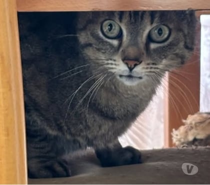 Don Montreuil sous Perouse Ille-et-Vilaine - Photos Vivastreet Chat MYSTERE à l adoption