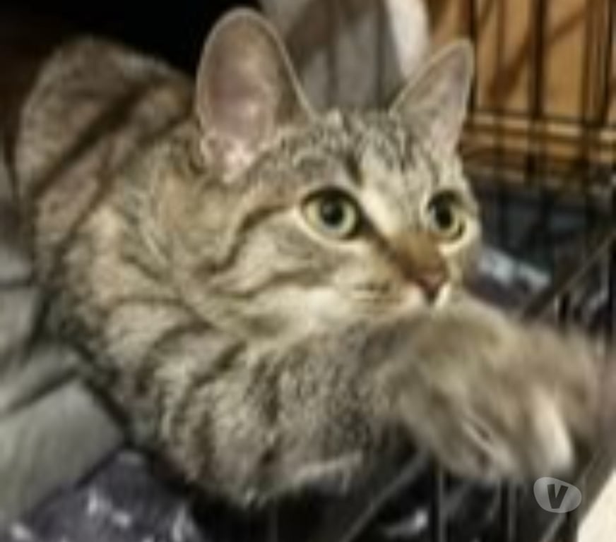 Don animaux Drôme Valence - 26000 - Photos Vivastreet Chat SHELSY à l adoption