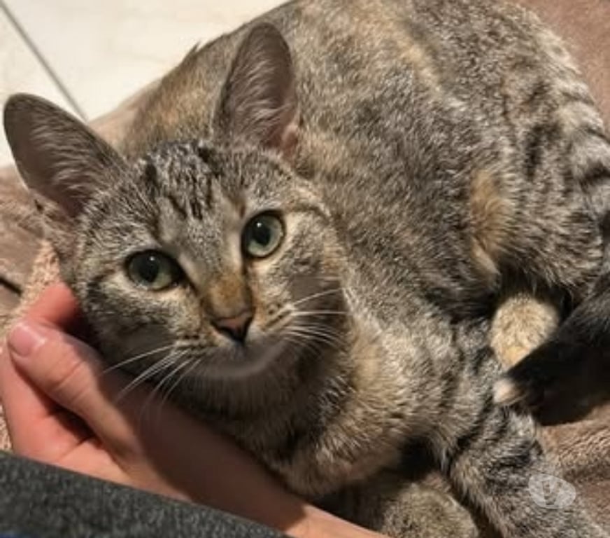 Don animaux Drôme Valence - 26000 - Photos Vivastreet Chat SHELSY à l adoption