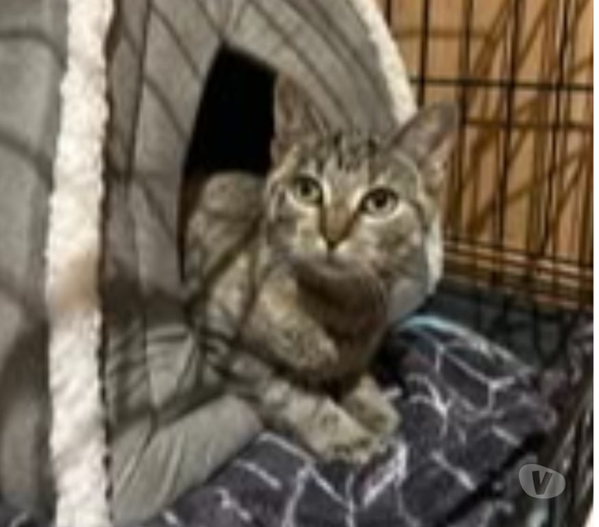 Don animaux Drôme Valence - 26000 - Photos Vivastreet Chat SHELSY à l adoption