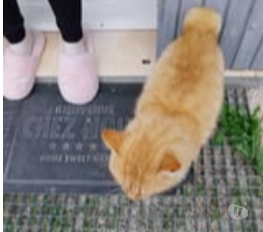 Don animaux Gard Chusclan - Photos Vivastreet Chat TOZZI à l adoption