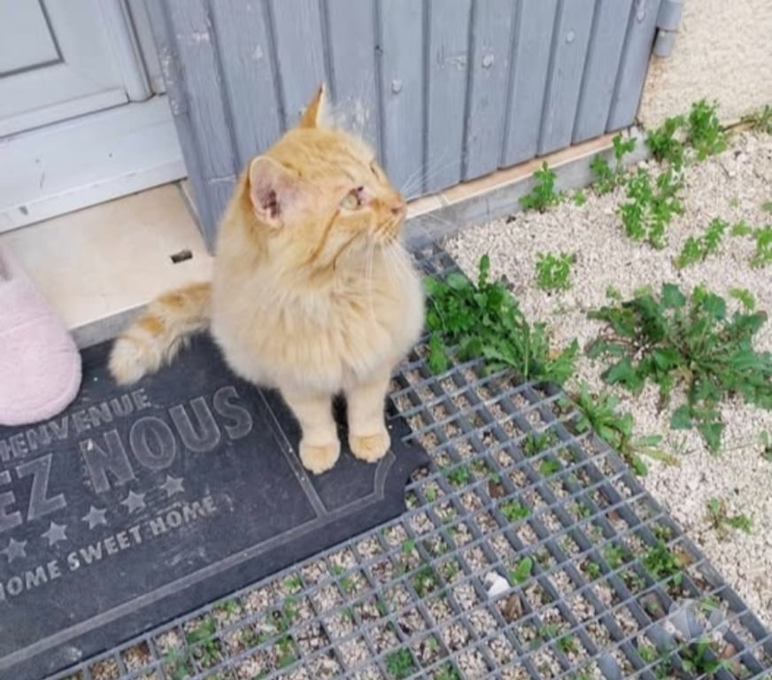 Don animaux Gard Chusclan - Photos Vivastreet Chat TOZZI à l adoption