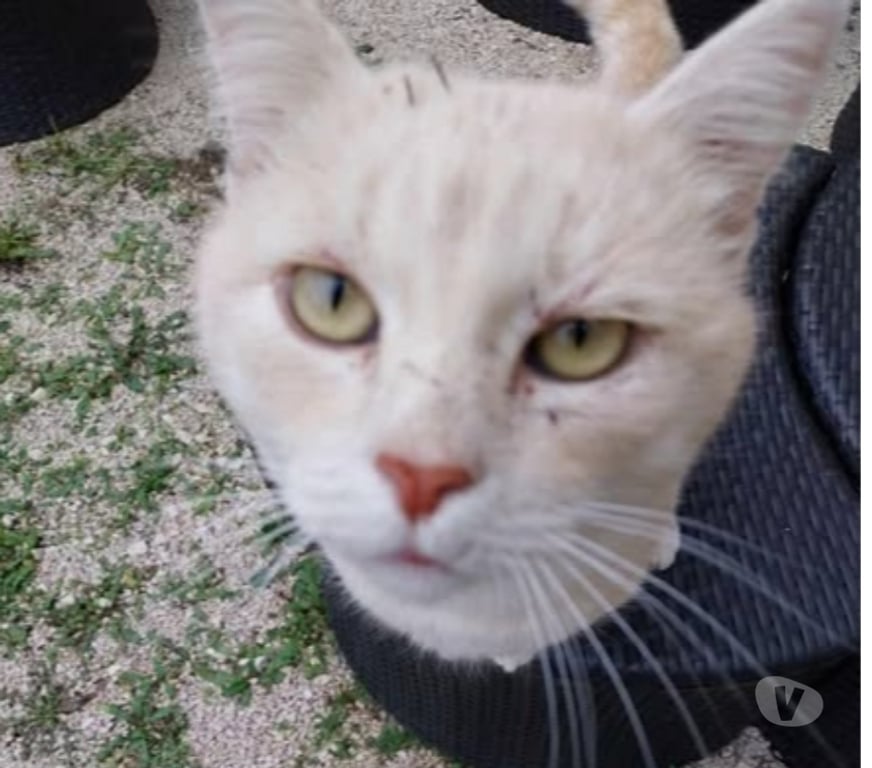 Don animaux Gard Chusclan - Photos Vivastreet Chat TIXI à l adoption