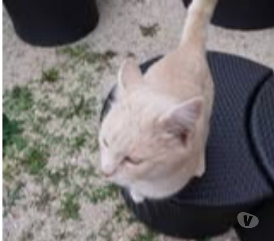 Don animaux Gard Chusclan - Photos Vivastreet Chat TIXI à l adoption