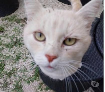 Don animaux Chusclan Chusclan - Photos Vivastreet Chat TIXI à l adoption