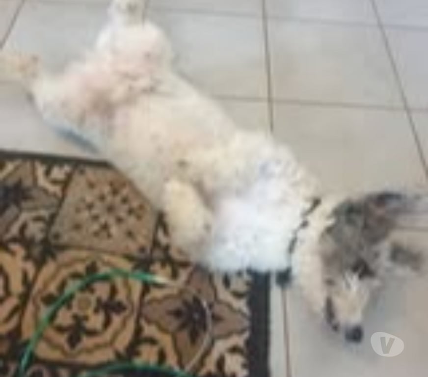 Don animaux Drôme Montvendre - 26120 - Photos Vivastreet Chien NOUGAT à l adoption