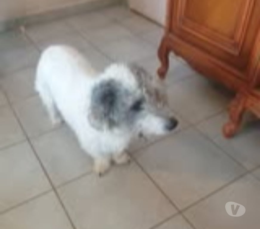 Don animaux Drôme Montvendre - 26120 - Photos Vivastreet Chien NOUGAT à l adoption