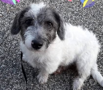 Adoption animaux Montvendre Drôme - Photos Vivastreet Chien NOUGAT à l adoption