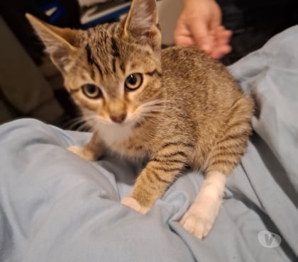 Vente Bois de Cene Vendée - Photos Vivastreet Astro chaton mâle