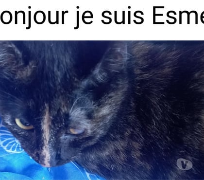 Vente animaux Bois de Cene Vendée - Photos Vivastreet Esmée Chatte adulte