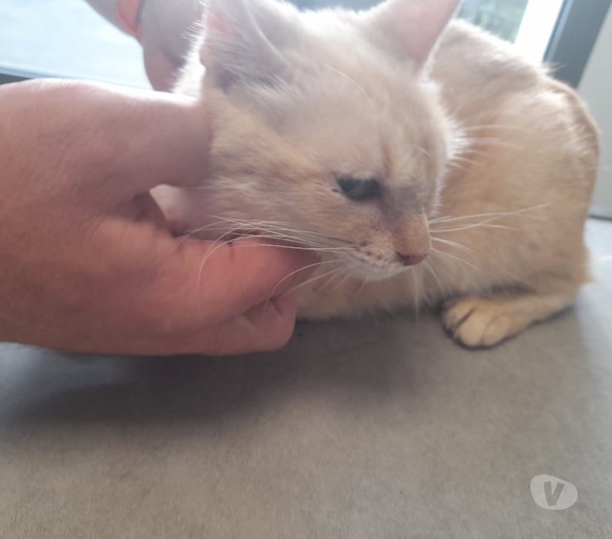 Vente Vendée Bois de Cene - 85710 - Photos Vivastreet Lia chatte adulte