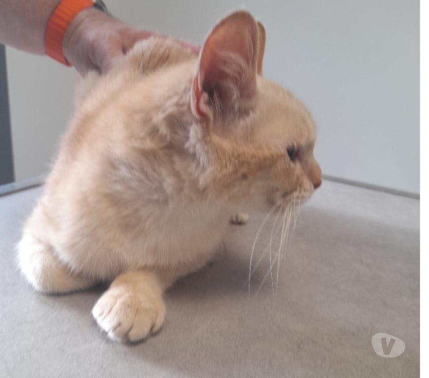 Vente Vendée Bois de Cene - 85710 - Photos Vivastreet Lia chatte adulte