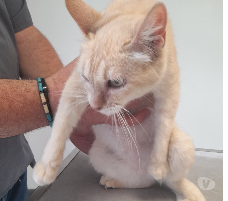 Vente Vendée Bois de Cene - 85710 - Photos Vivastreet Lia chatte adulte