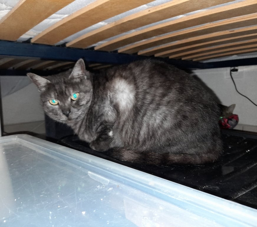 Vente Vendée Bois de Cene - 85710 - Photos Vivastreet Ariel chatte adulte