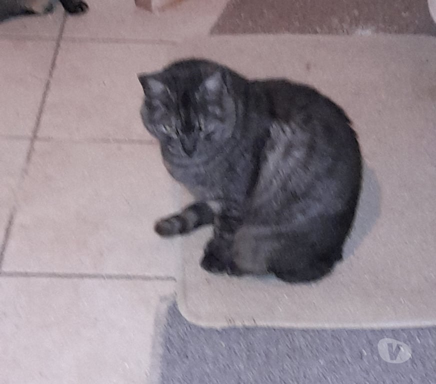 Vente Vendée Bois de Cene - 85710 - Photos Vivastreet Ariel chatte adulte