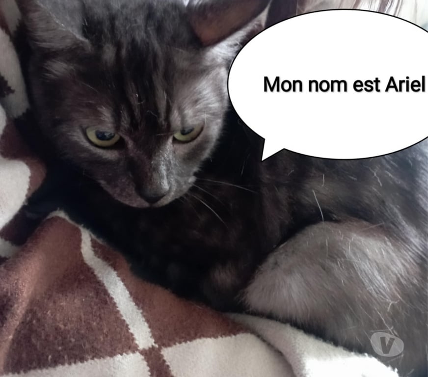 Vente Vendée Bois de Cene - 85710 - Photos Vivastreet Ariel chatte adulte