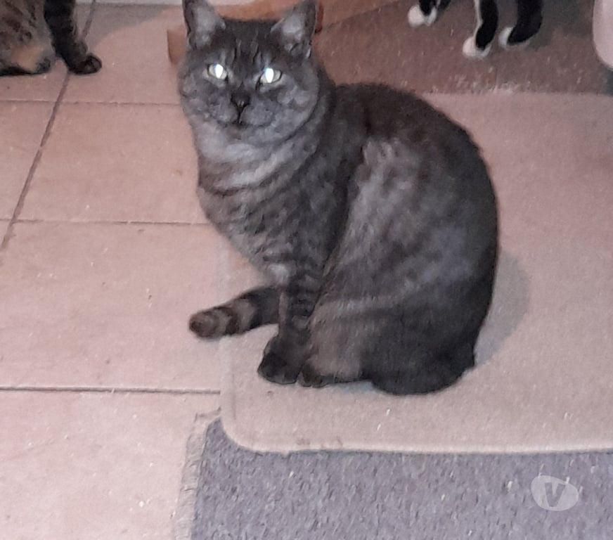 Vente Vendée Bois de Cene - 85710 - Photos Vivastreet Ariel chatte adulte