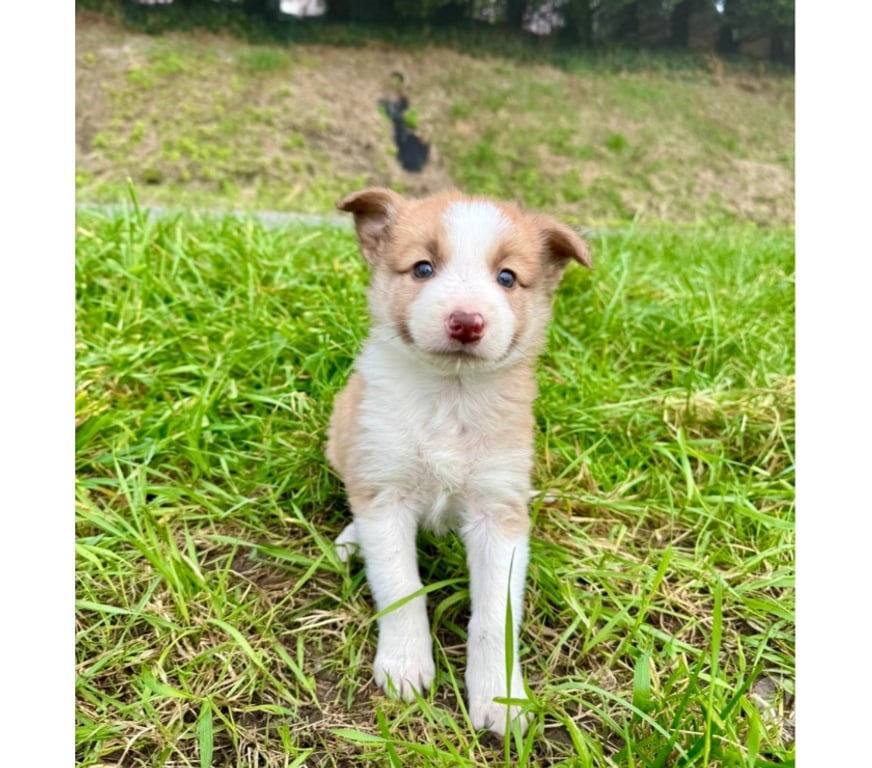 Vente Nord Lille - Photos Vivastreet Chiots border collies nés à la ferme