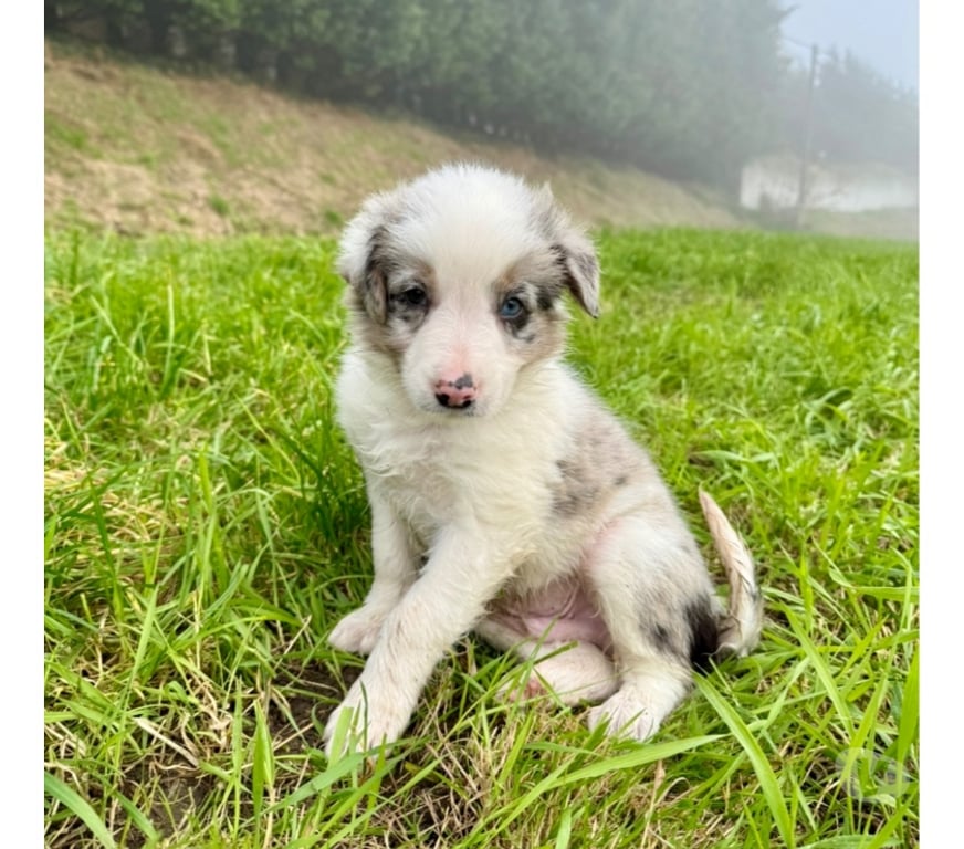 Vente Nord Lille - Photos Vivastreet Chiots border collies nés à la ferme