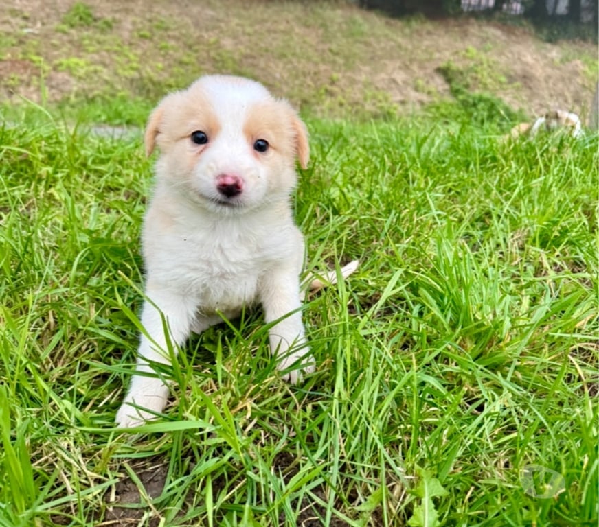Vente Nord Lille - Photos Vivastreet Chiots border collies nés à la ferme