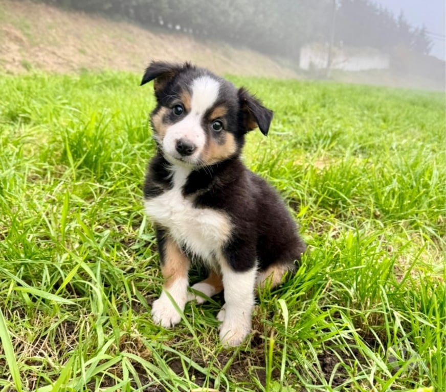 Vente Nord Lille - Photos Vivastreet Chiots border collies nés à la ferme