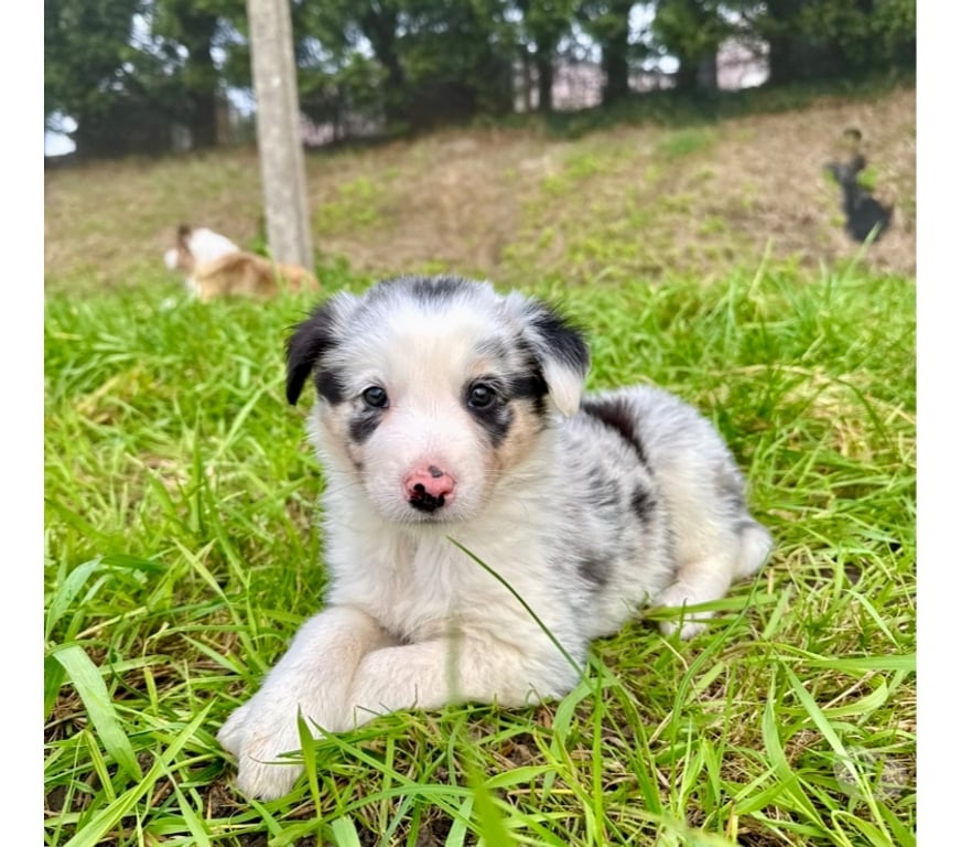 Vente Nord Lille - Photos Vivastreet Chiots border collies nés à la ferme